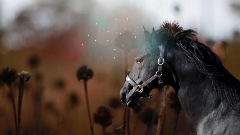 black horse