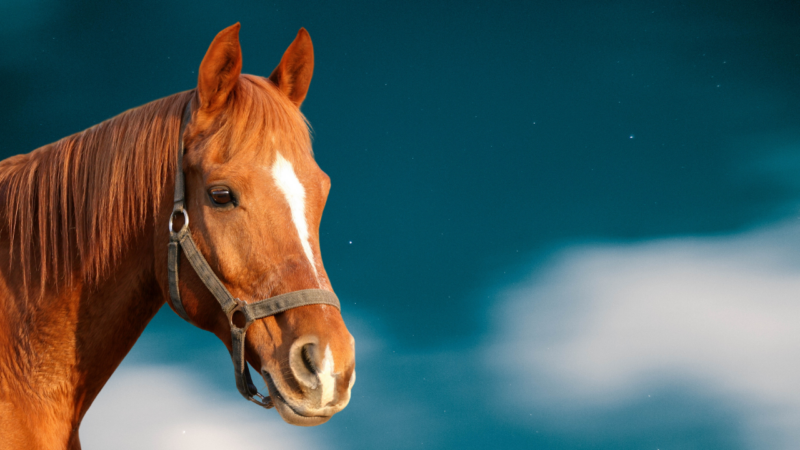 horse and the sky