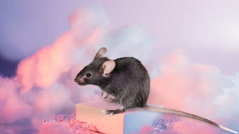 rat in dream