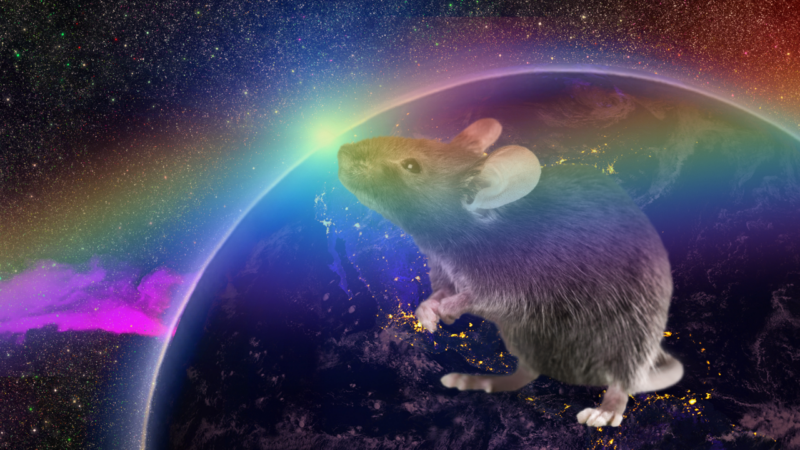 space rat